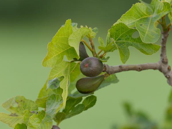 <h3><a href="/trips/ebro/biota/plantae/tracheophyta/magnoliopsida/rosales/moraceae/ficus carica/ficus carica-nl.html">Ficus&nbsp;carica</a> / Fig / Vijgenboom</h3>OM-1 Mark II met OLYMPUS M.300mm F4.0, 1/2000 sec  bij F4.0, ISO 1600, afstand 4.92&nbsp;m